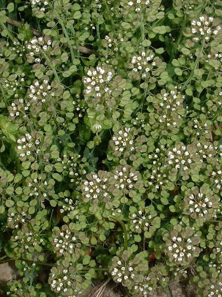 Thlaspi perfoliatum